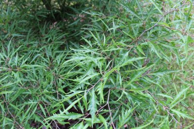 Fagus sylvatica 'Mercedes' - buk lesní - jarní větévky